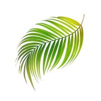 Coconut leaf isolated photo