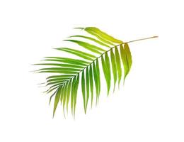 Green tropical coconut leaf photo