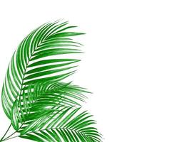Three palm leaves photo