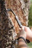 tocando látex de un árbol de caucho foto