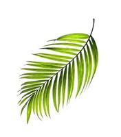 Vibrant palm leaf photo