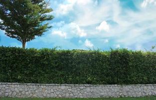 Green hedge and brick wall photo