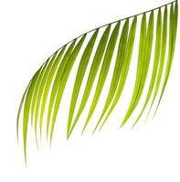 Close-up of a green palm leaf photo