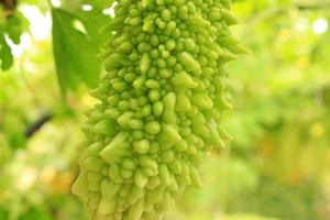 Green bitter gourds photo