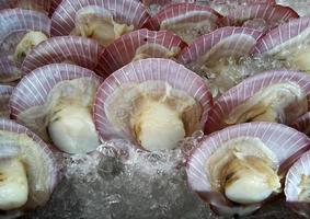 Scallops in shells photo