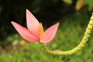 flor de plátano rosa cerrar foto