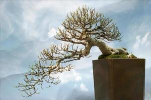 Bonsai tree plant photo