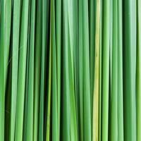 Backdrop of the grass leaves photo