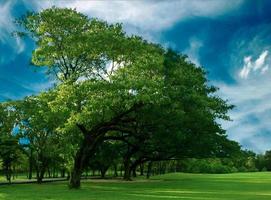 árboles y cielo azul foto