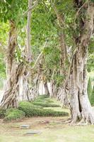 hileras de árboles en el parque foto