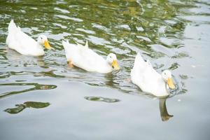 patos en el estanque