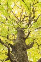 árbol en otoño foto