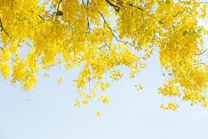 Yellow leaves and sky photo