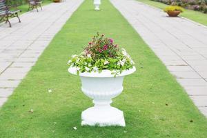 Potted plants on the grass photo