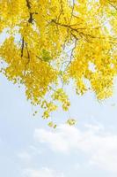 Yellow leaves and sky photo