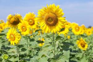 Sunflowers on a field photo