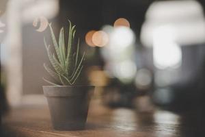 Cafe mood cactus on the table photo