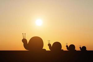 silueta de un caracol en el fondo del atardecer foto