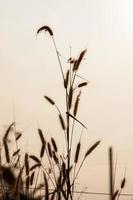 Flower of grass photo