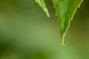 Droplet of water on a leaf photo