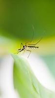 Mosquito on a leaf photo