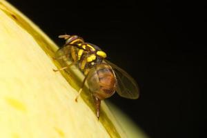 Small insect close-up photo