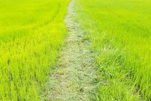 Rice field in Thailand photo