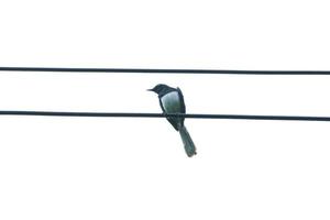 pájaro en un alambre foto