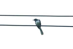 Bird on a wire photo