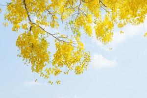 Yellow leaves and sky photo