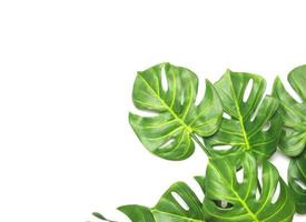 Bright green monstera palm leaves photo