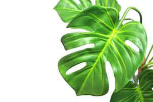 Bright green monstera leaves on white photo