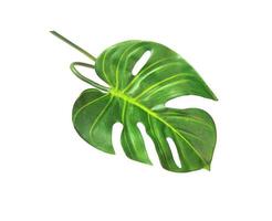 Single monstera leaf photo