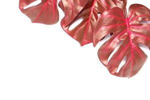 Red monstera leaves photo