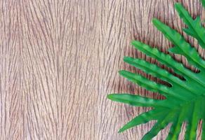 Tropical philodendron leaf on wood photo