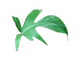 Lush green monstera leaf photo