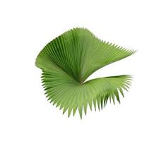 Green palm frond leaf photo