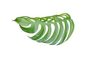 Green lush monstera leaf photo