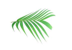 Tropical lush vibrant green leaf photo