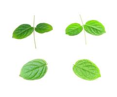 Group of green leaves isolated photo