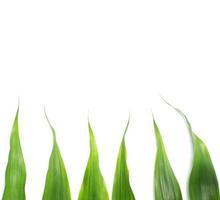 Green leaves and copy space on white background photo