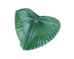hoja de palma verde grande foto
