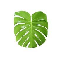 Monstera leaf isolated on white photo