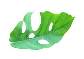 Lush monstera leaf photo