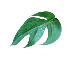 Green vine leaf photo