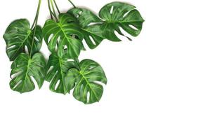 Monstera palm leaves on white photo