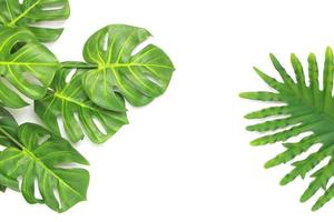 Tropical philodendron and monstera palm leaves photo