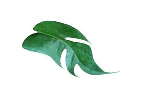 Deep green vine leaf photo