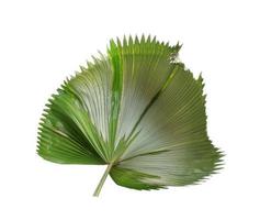Blowing palm leaf photo