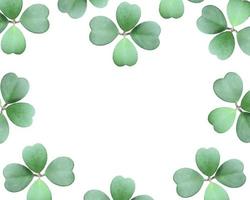 Green clover leaves photo